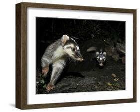 Chinese Ferret Badger (Melogale Moschata) Two Captured By Camera Trap At Night-Shibai Xiao-Framed Photographic Print