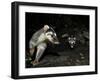 Chinese Ferret Badger (Melogale Moschata) Two Captured By Camera Trap At Night-Shibai Xiao-Framed Photographic Print