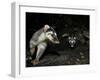 Chinese Ferret Badger (Melogale Moschata) Two Captured By Camera Trap At Night-Shibai Xiao-Framed Photographic Print