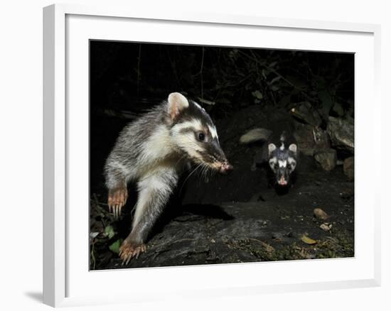 Chinese Ferret Badger (Melogale Moschata) Two Captured By Camera Trap At Night-Shibai Xiao-Framed Photographic Print