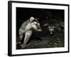 Chinese Ferret Badger (Melogale Moschata) Two Captured By Camera Trap At Night-Shibai Xiao-Framed Photographic Print