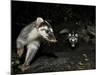 Chinese Ferret Badger (Melogale Moschata) Two Captured By Camera Trap At Night-Shibai Xiao-Mounted Photographic Print