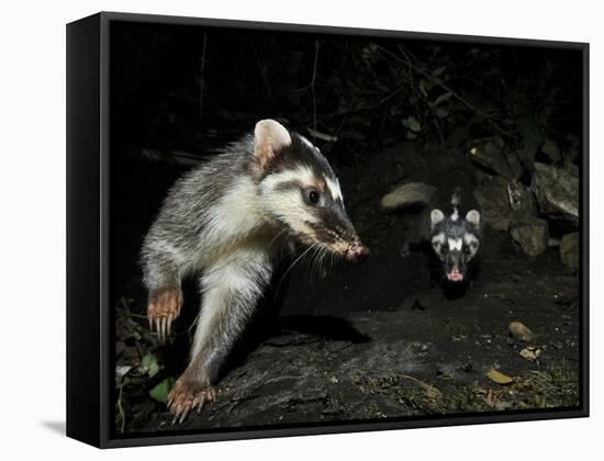 Chinese Ferret Badger (Melogale Moschata) Two Captured By Camera Trap At Night-Shibai Xiao-Framed Stretched Canvas