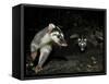 Chinese Ferret Badger (Melogale Moschata) Two Captured By Camera Trap At Night-Shibai Xiao-Framed Stretched Canvas