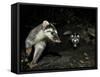 Chinese Ferret Badger (Melogale Moschata) Two Captured By Camera Trap At Night-Shibai Xiao-Framed Stretched Canvas