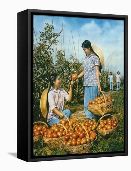 Chinese Food Production: Ripe Tomatoes, 1959-Chinese Photographer-Framed Stretched Canvas