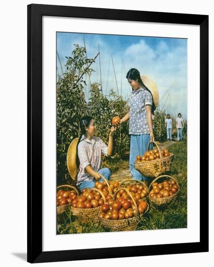 Chinese Food Production: Ripe Tomatoes, 1959-Chinese Photographer-Framed Giclee Print