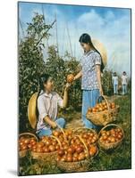 Chinese Food Production: Ripe Tomatoes, 1959-Chinese Photographer-Mounted Giclee Print