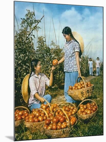 Chinese Food Production: Ripe Tomatoes, 1959-Chinese Photographer-Mounted Giclee Print