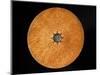 Chinese Geomantic Compass and Perpetual Calendar-Science Source-Mounted Photographic Print