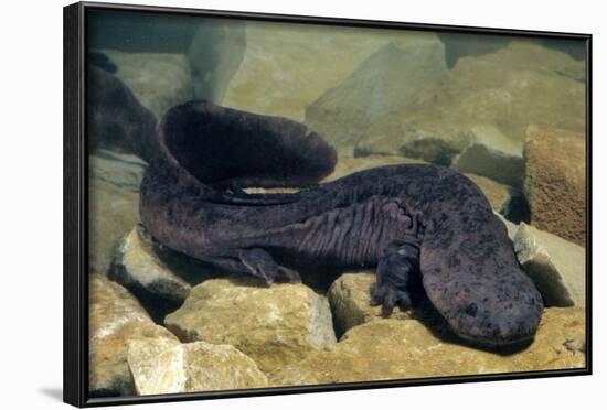 Chinese Giant Salamander (Andrias Davidianus) China, Captive. Critically Endangered-Daniel Heuclin-Framed Photographic Print