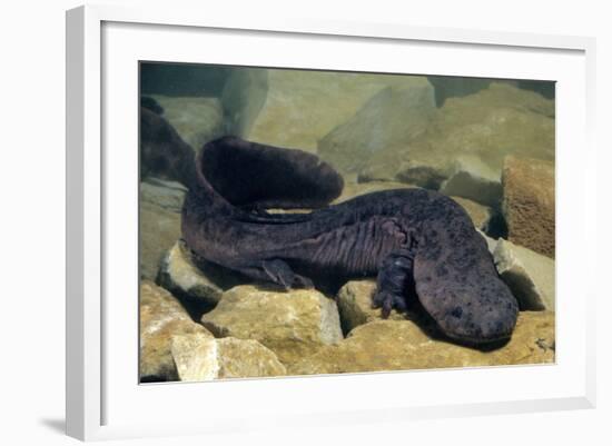 Chinese Giant Salamander (Andrias Davidianus) China, Captive. Critically Endangered-Daniel Heuclin-Framed Photographic Print