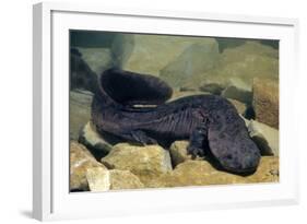 Chinese Giant Salamander (Andrias Davidianus) China, Captive. Critically Endangered-Daniel Heuclin-Framed Photographic Print