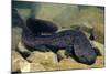 Chinese Giant Salamander (Andrias Davidianus) China, Captive. Critically Endangered-Daniel Heuclin-Mounted Photographic Print