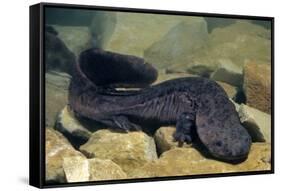 Chinese Giant Salamander (Andrias Davidianus) China, Captive. Critically Endangered-Daniel Heuclin-Framed Stretched Canvas