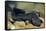 Chinese Giant Salamander (Andrias Davidianus) China, Captive. Critically Endangered-Daniel Heuclin-Framed Stretched Canvas
