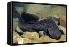 Chinese Giant Salamander (Andrias Davidianus) China, Captive. Critically Endangered-Daniel Heuclin-Framed Stretched Canvas