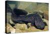 Chinese Giant Salamander (Andrias Davidianus) China, Captive. Critically Endangered-Daniel Heuclin-Stretched Canvas