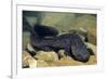 Chinese Giant Salamander (Andrias Davidianus) China, Captive. Critically Endangered-Daniel Heuclin-Framed Photographic Print