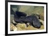 Chinese Giant Salamander (Andrias Davidianus) China, Captive. Critically Endangered-Daniel Heuclin-Framed Photographic Print