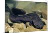 Chinese Giant Salamander (Andrias Davidianus) China, Captive. Critically Endangered-Daniel Heuclin-Mounted Photographic Print