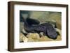 Chinese Giant Salamander (Andrias Davidianus) China, Captive. Critically Endangered-Daniel Heuclin-Framed Photographic Print