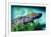 Chinese Giant Salamander Swimming-null-Framed Photographic Print