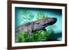 Chinese Giant Salamander Swimming-null-Framed Photographic Print