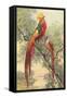 Chinese Golden Pheasant-null-Framed Stretched Canvas
