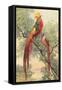 Chinese Golden Pheasant-null-Framed Stretched Canvas