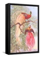 Chinese Golden Pheasants-null-Framed Stretched Canvas