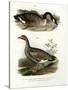 Chinese Goose, 1864-null-Stretched Canvas