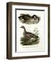 Chinese Goose, 1864-null-Framed Giclee Print