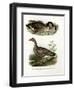 Chinese Goose, 1864-null-Framed Giclee Print