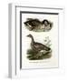 Chinese Goose, 1864-null-Framed Giclee Print