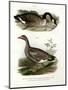Chinese Goose, 1864-null-Mounted Giclee Print