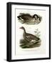 Chinese Goose, 1864-null-Framed Giclee Print