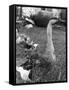 Chinese Goose-null-Framed Stretched Canvas