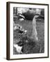Chinese Goose-null-Framed Photographic Print