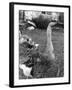 Chinese Goose-null-Framed Photographic Print