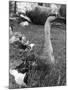 Chinese Goose-null-Mounted Photographic Print