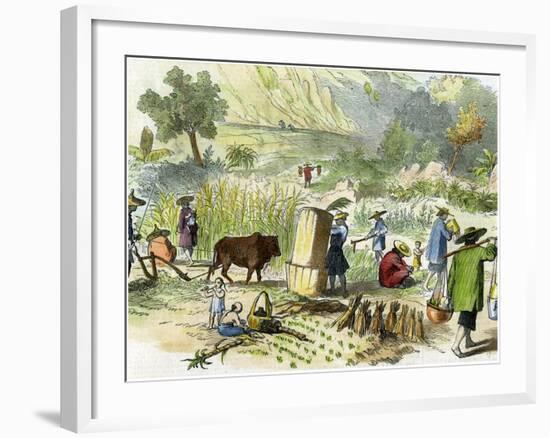 Chinese Harvest, Hong Kong, C1875-null-Framed Giclee Print