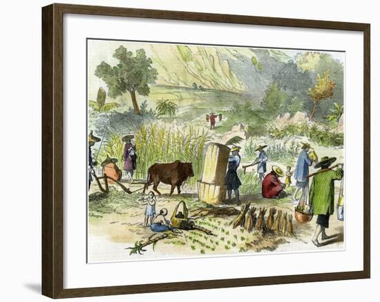 Chinese Harvest, Hong Kong, C1875-null-Framed Giclee Print