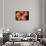 Chinese Hibiscus-Jim Engelbrecht-Framed Stretched Canvas displayed on a wall