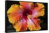 Chinese Hibiscus-Jim Engelbrecht-Framed Stretched Canvas