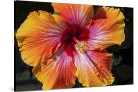 Chinese Hibiscus-Jim Engelbrecht-Stretched Canvas