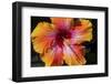 Chinese Hibiscus-Jim Engelbrecht-Framed Photographic Print