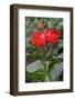 Chinese Hibiscus-Lisa Engelbrecht-Framed Photographic Print