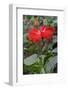 Chinese Hibiscus-Lisa Engelbrecht-Framed Photographic Print