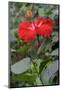 Chinese Hibiscus-Lisa Engelbrecht-Mounted Photographic Print